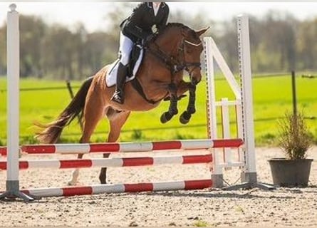 Welsh-PB, Castrone, 7 Anni, 146 cm, Baio