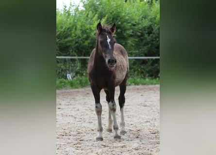 Welsh-PB, Hengst, 1 Jaar, Falbe