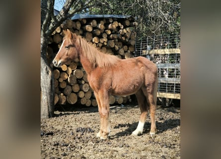 Welsh-PB Mix, Hengst, 1 Jaar, Vos