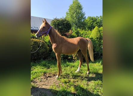 Welsh-PB Mix, Hengst, 1 Jahr, Fuchs