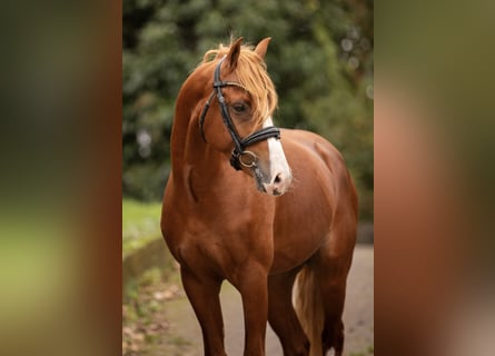 Welsh-PB, Hengst, 3 Jaar, 145 cm, Vos