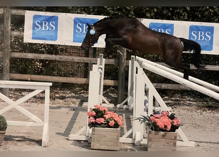 Welsh-PB, Hengst, 3 Jahre, 132 cm, Dunkelbrauner