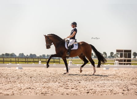 Welsh-PB, Hengst, 3 Jahre, 135 cm, Schimmel