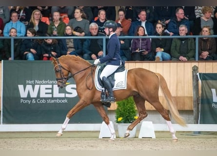 Welsh-PB, Hengst, 4 Jahre, 150 cm, Fuchs