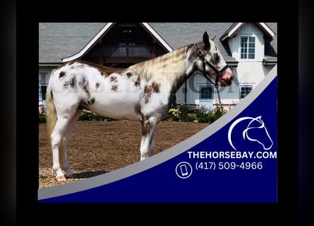 Welsh-PB, Hongre, 2 Ans, Tobiano-toutes couleurs