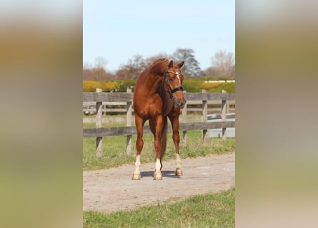 Welsh-PB, Hongre, 3 Ans, 147 cm, Alezan