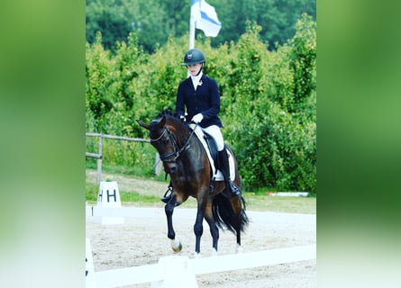 Welsh-PB, Jument, 5 Ans, 146 cm, Bai brun