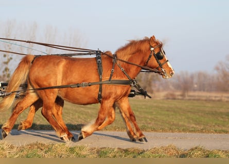 Welsh-PB Mix, Merrie, 12 Jaar, 130 cm, Donkere-vos