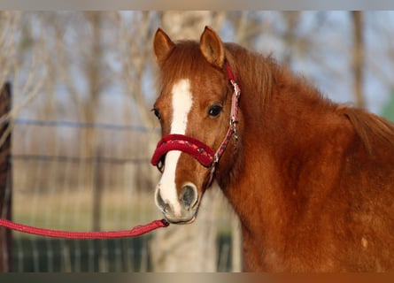 Welsh-PB Mix, Merrie, 12 Jaar, 130 cm, Donkere-vos