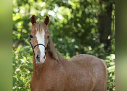 Welsh-PB, Merrie, 3 Jaar, 122 cm, Vos