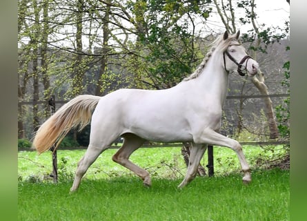 Welsh-PB, Merrie, 4 Jaar, 145 cm, Perlino