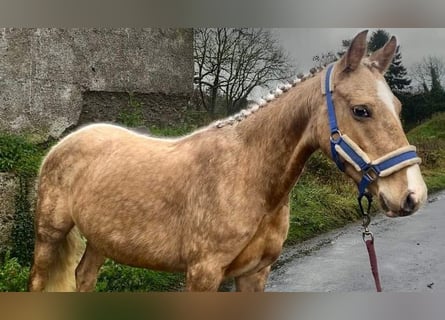 Welsh-PB, Merrie, 5 Jaar, 138 cm, Palomino