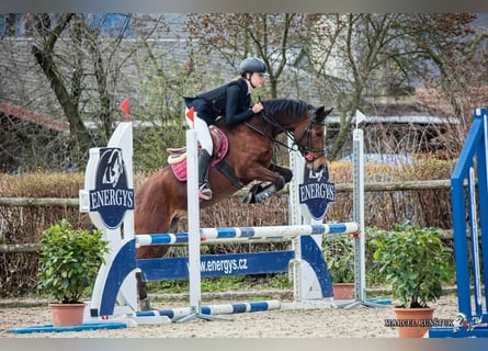 Welsh-PB, Merrie, 5 Jaar, 142 cm, Brauner