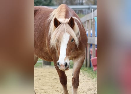 Welsh-PB, Merrie, 8 Jaar, 144 cm, Vos