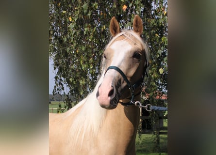Welsh PB (Partbred), Gelding, 5 years, 14.2 hh, Palomino