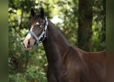 Welsh PB (Partbred), Mare, 1 year, 14,1 hh, Bay-Dark