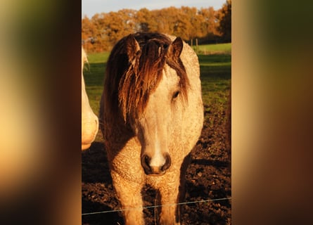 Welsh PB (Partbred) Mix, Mare, 2 years, 15,2 hh