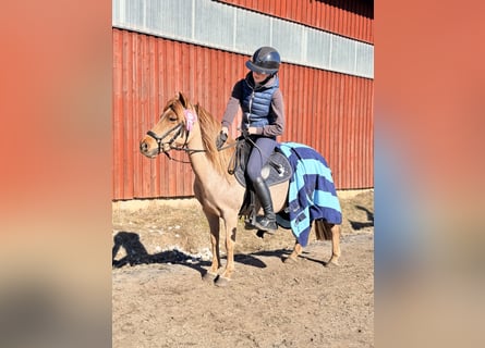 Welsh PB (Partbred), Mare, 6 years, 10,2 hh, Chestnut