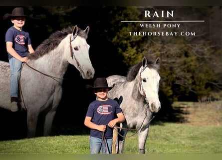 Welsh PB (Partbred), Mare, 7 years, 14.1 hh, Grey-Dapple