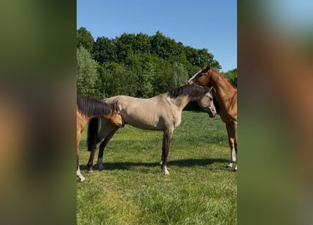 Welsh PB (Partbred), Stallion, 2 years, 14,1 hh, Buckskin
