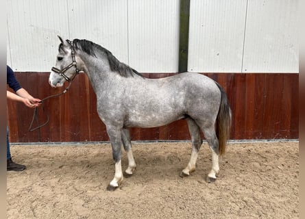 Welsh PB (Partbred), Stallion, 3 years, 13.2 hh, Grey
