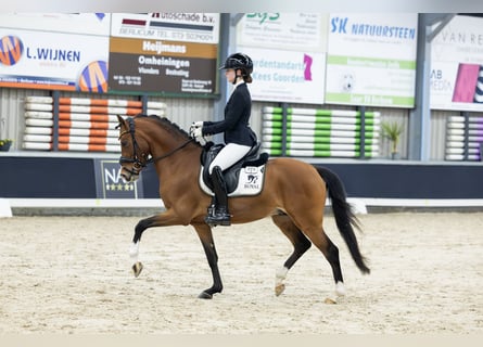 Welsh PB (Partbred), Stallion, 4 years, 14.1 hh, Brown