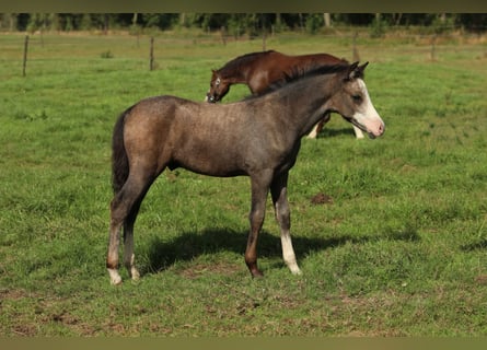 Welsh PB (Partbred), Stallion, Foal (05/2026), 13.1 hh, Grey-Dapple
