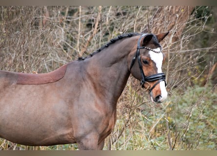 Welsh-PB, Ruin, 11 Jaar, 148 cm, Brauner