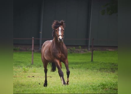 Welsh-PB, Wallach, 17 Jahre, 154 cm, Brauner