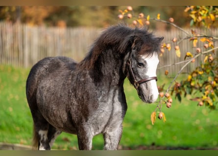 Welsh-PB, Stallone, Puledri (04/2025), Grigio