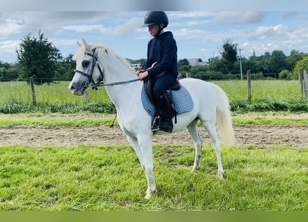 Welsh-PB, Stute, 13 Jahre, 130 cm, Schimmel