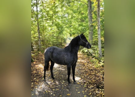 Welsh-PB, Stute, 3 Jahre, 140 cm