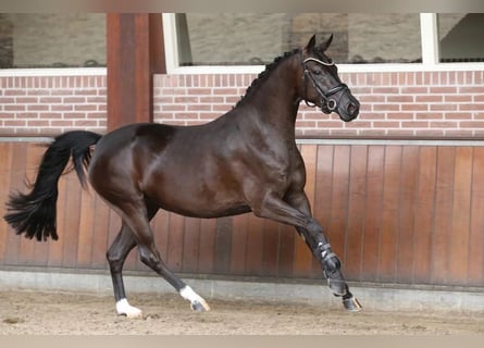 Welsh-PB, Stute, 4 Jahre, 148 cm, Rappe