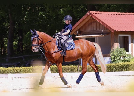 Welsh-PB, Wallach, 15 Jahre, 148 cm, Fuchs