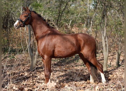 Welsh-PB, Wallach, 3 Jahre, 136 cm, Dunkelfuchs