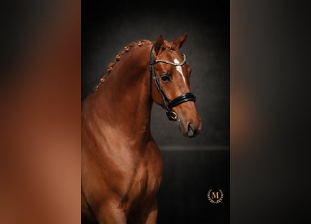 Welsh-PB, Wallach, 3 Jahre, 147 cm, Fuchs