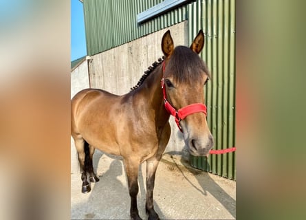 Welsh-PB, Wallach, 5 Jahre, 126 cm, Brauner
