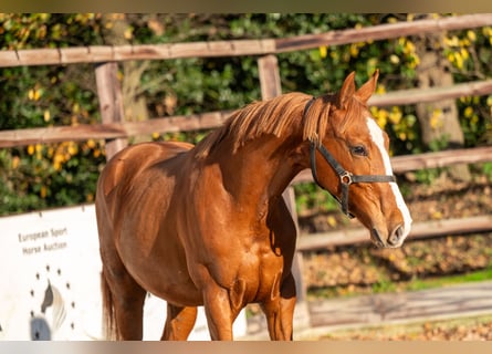 Westfaal, Hengst, 1 Jaar, 152 cm, Vos
