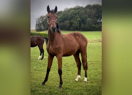 Westfaal, Hengst, 1 Jaar, 169 cm, Bruin