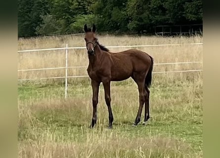 Westfaal, Hengst, 1 Jaar, 170 cm, Bruin