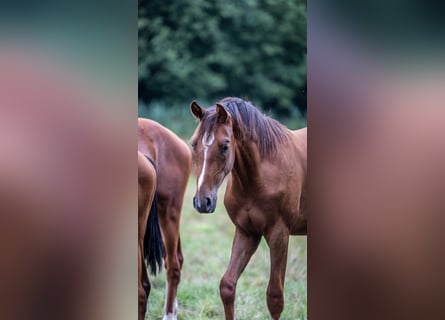 Westfaal, Hengst, 1 Jaar, 170 cm, Donkerbruin