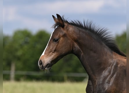 Westfaal, Hengst, 1 Jaar, 172 cm, Zwartbruin