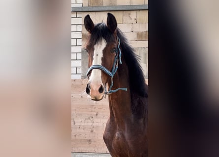 Westfaal, Hengst, 1 Jaar, 180 cm, Bruin