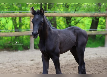 Westfaal, Hengst, 1 Jaar, Bruin