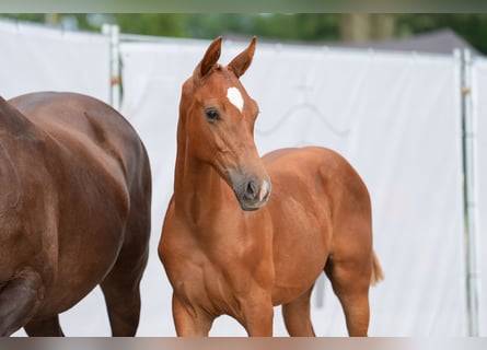 Westfaal, Hengst, 1 Jaar, Donkere-vos