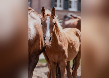 Westfaal, Hengst, 1 Jaar, Donkere-vos