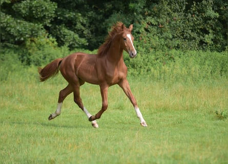 Westfaal, Hengst, 1 Jaar, Vos