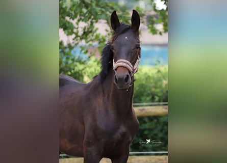 Westfaal, Hengst, 1 Jaar, Zwartbruin