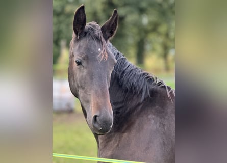 Westfale, Hengst, 1 Jahr, Schwarzbrauner