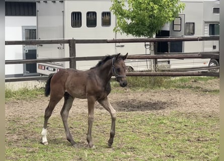 Westfaal, Hengst, 1 Jaar, Zwartbruin